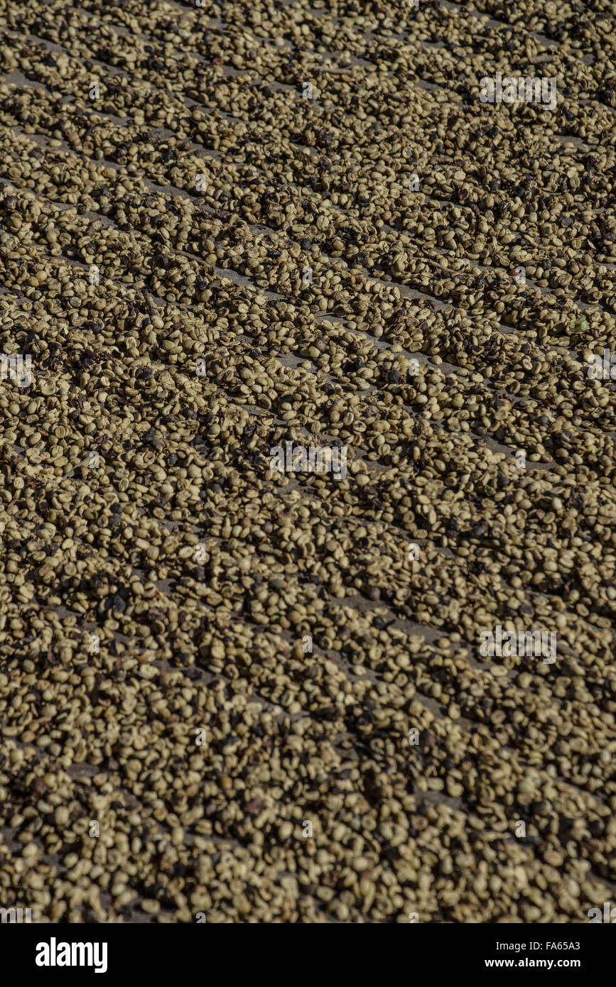 Detail der Trocknung Kaffeebohnen in Hof Stockfoto