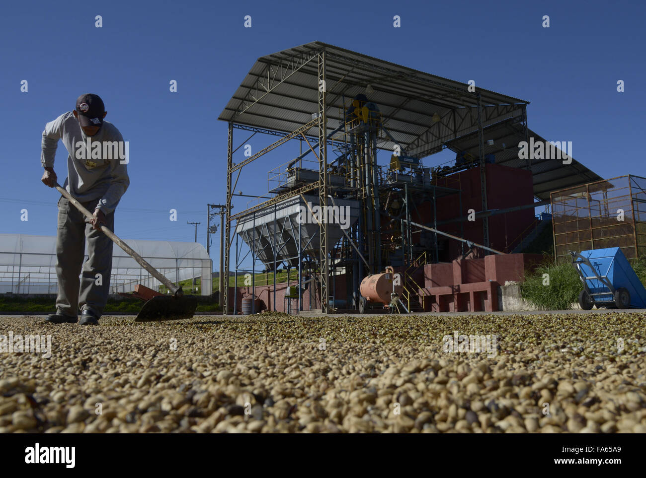 Arbeiter breitet sich Kaffee Bohnen trocknen im Hof Stockfoto