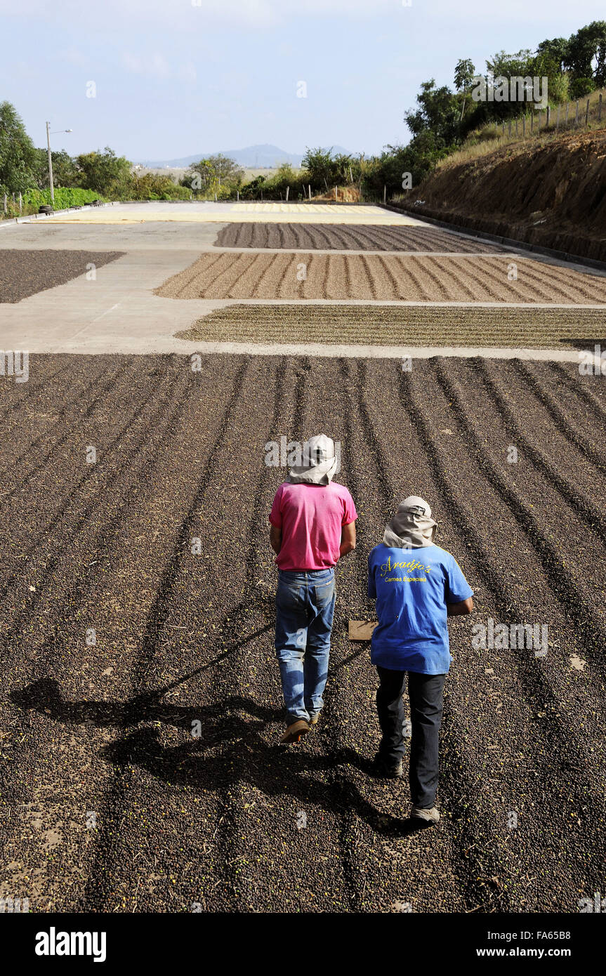 Siedler, die Verbreitung von Kaffeebohnen, trocknen im Hof Stockfoto
