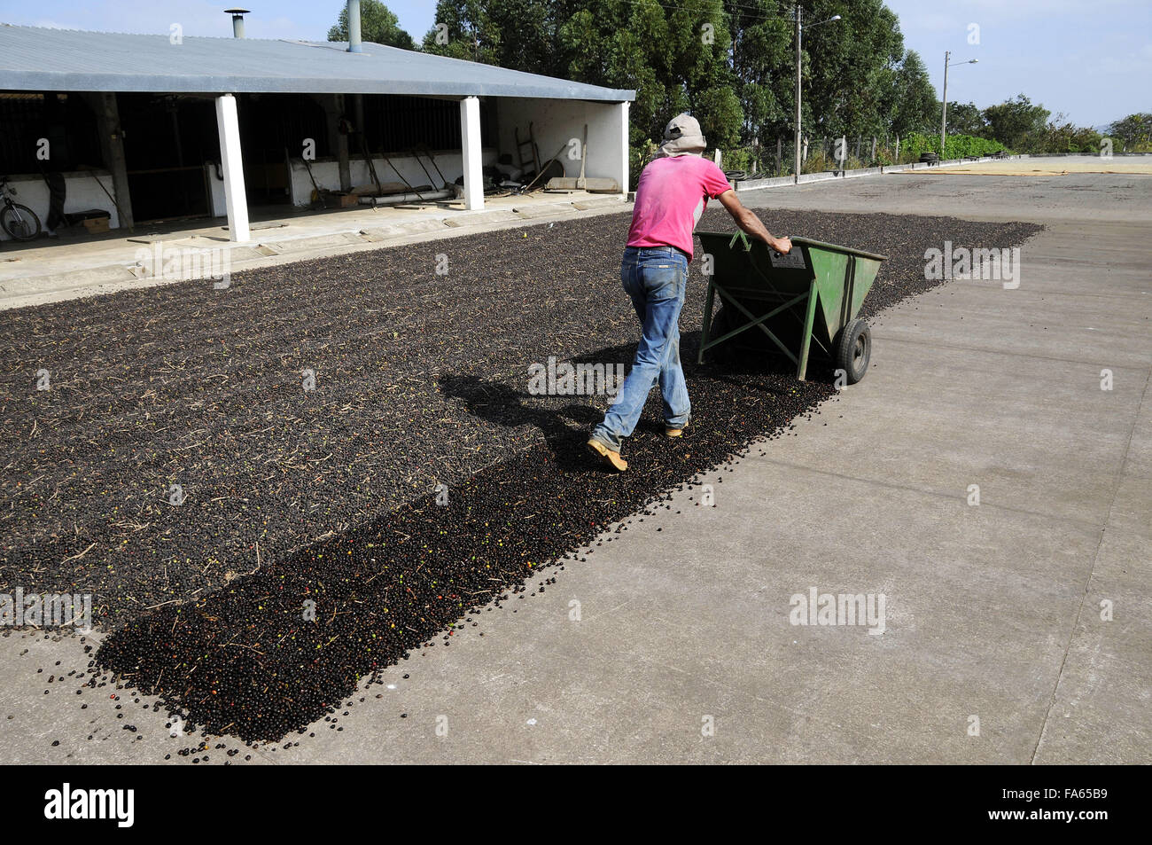 Farmer, die Verbreitung von Kaffeebohnen, trocknen im Hof Stockfoto