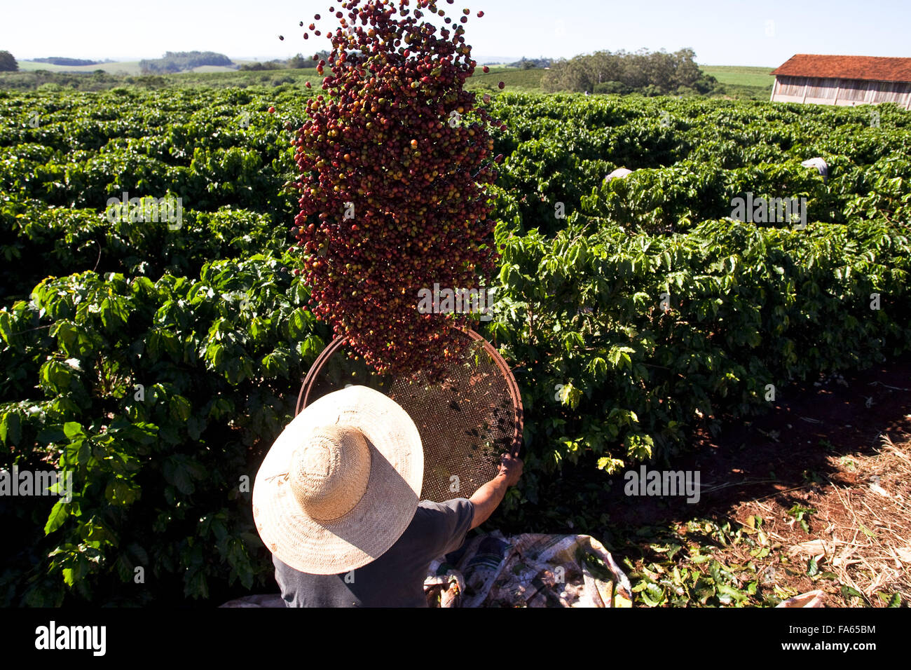 Landarbeiter in der Kaffee-Plantage - phase abanacao Stockfoto