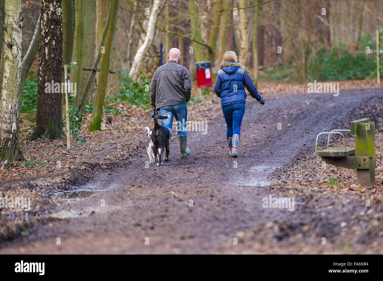 Hund Spaziergänger schlendern durch Thorndon Park Waldland in Essex, England, Vereinigtes Königreich. Stockfoto