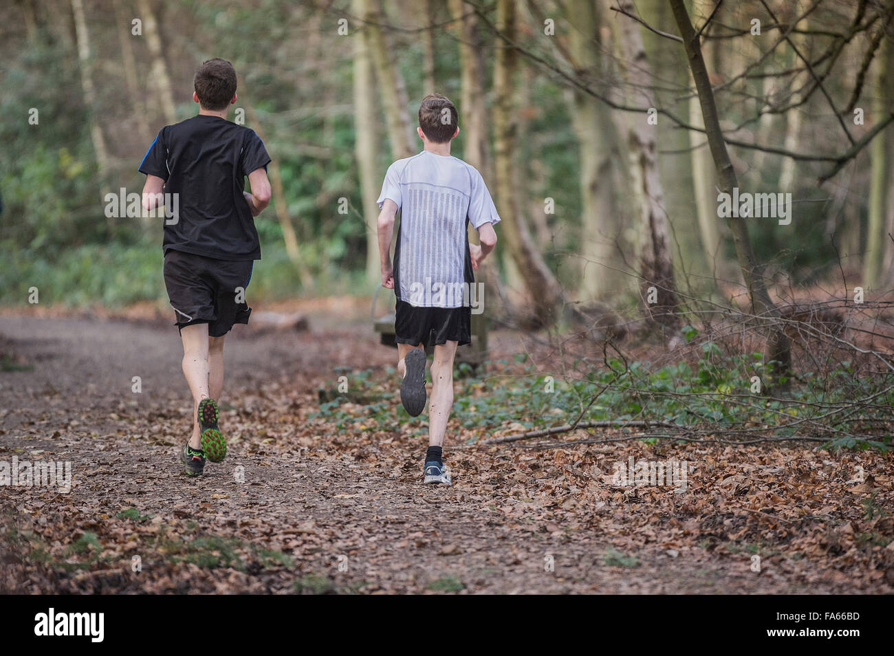 Zwei Läufer trainieren in Thorndon Park Wald in Essex, England, Vereinigtes Königreich. Stockfoto