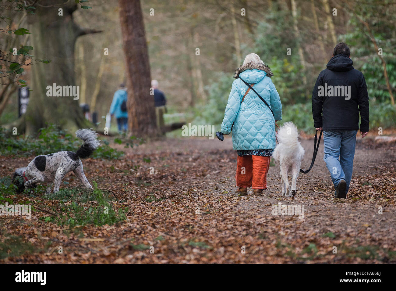 Hund Spaziergänger durch Thorndon Park Waldland in Essex, England, Vereinigtes Königreich bummeln. Stockfoto