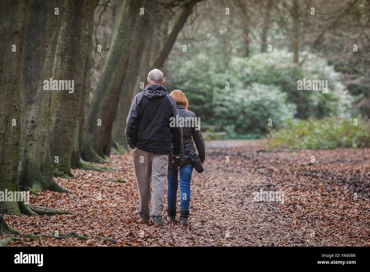 Ein paar genießen Sie einen Spaziergang durch den Wald Thorndon Park in Essex, England, Vereinigtes Königreich. Stockfoto