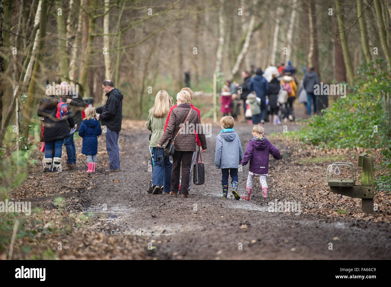 Familien zu Fuß durch den Wald Thorndon Park in Essex, England, Vereinigtes Königreich. Stockfoto