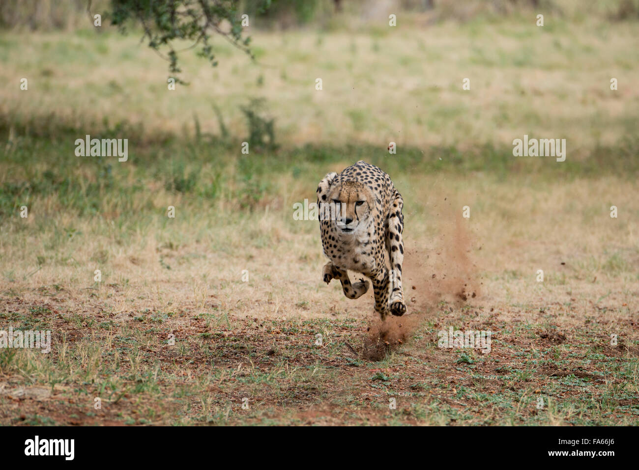 Südafrika, Pretoria, De Wildt Shingwedzi Cheetah & Wildlife Preserve & Ann van Dyk Cheetah Center. Gepard läuft. Stockfoto