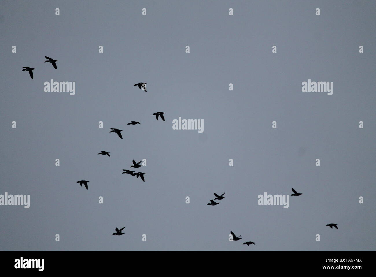 Herde von wilden Bock frei fliegen in deep-sky Stockfoto