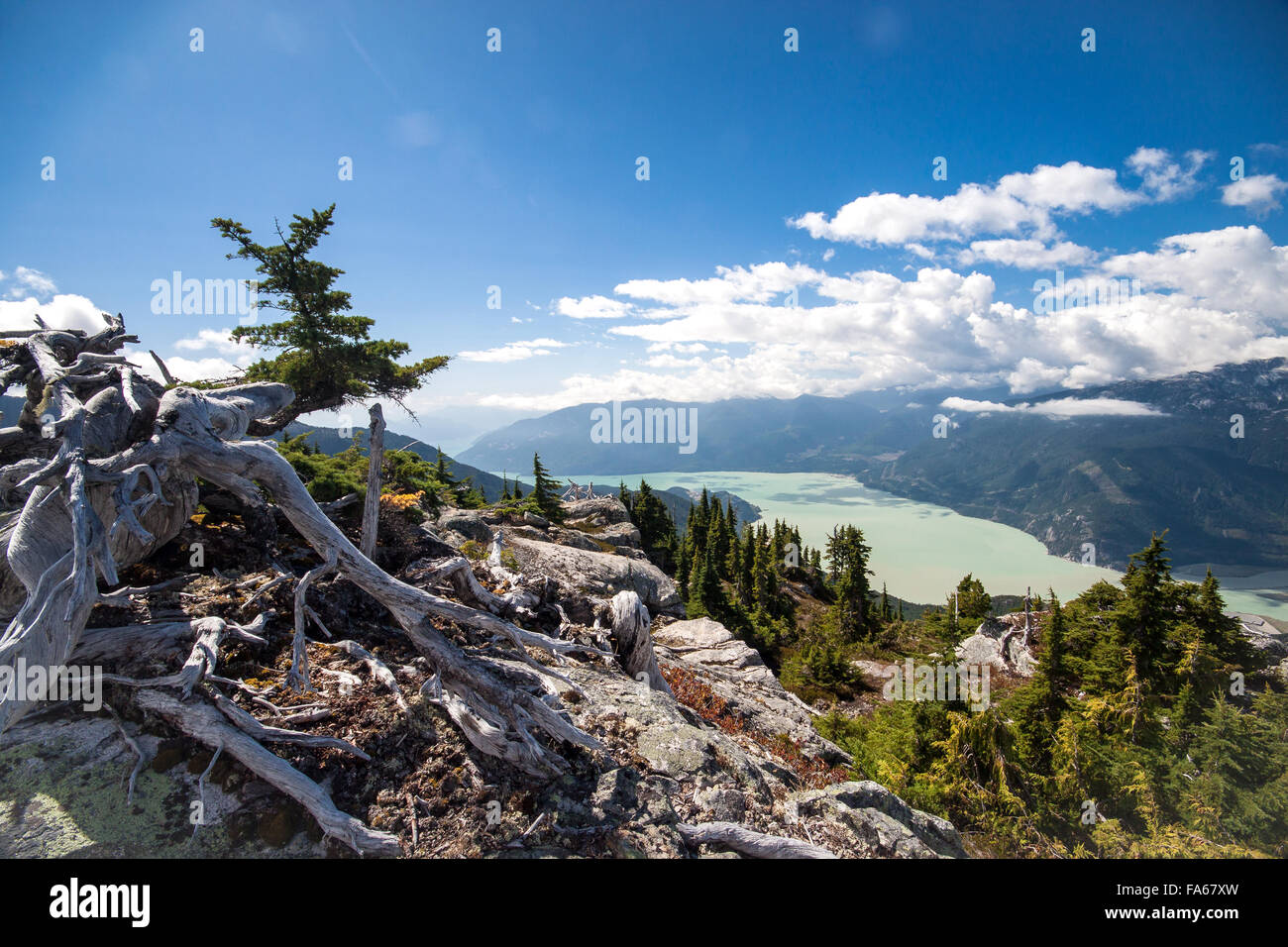 Verwitterte toten Baum auf Alpine Aussichtspunkt mit Blick auf Howe Sound, British Columbia, Kanada Stockfoto