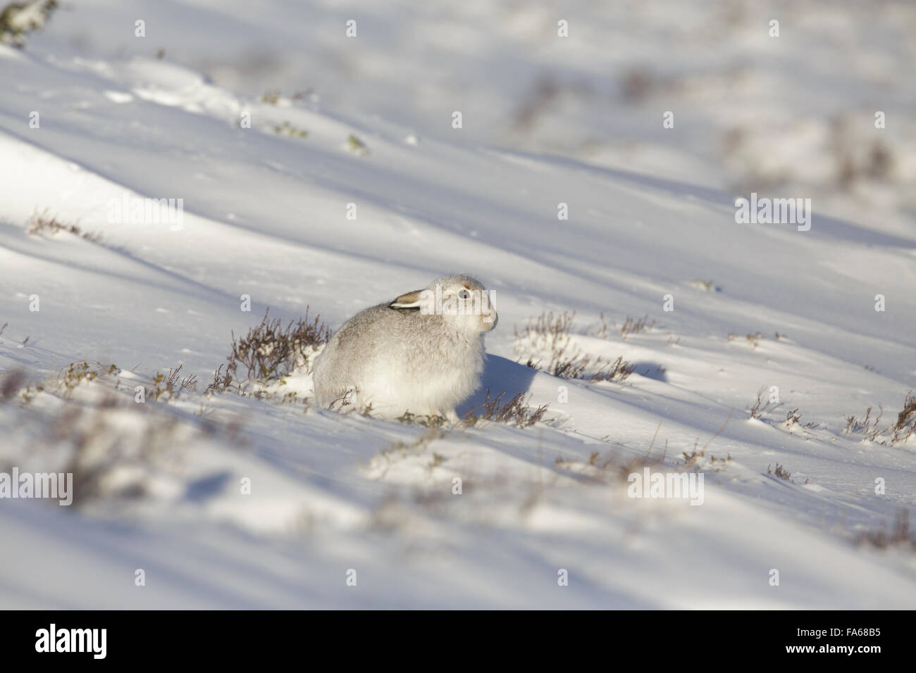 Schneehase im Winterschnee bedeckt Moor Stockfoto