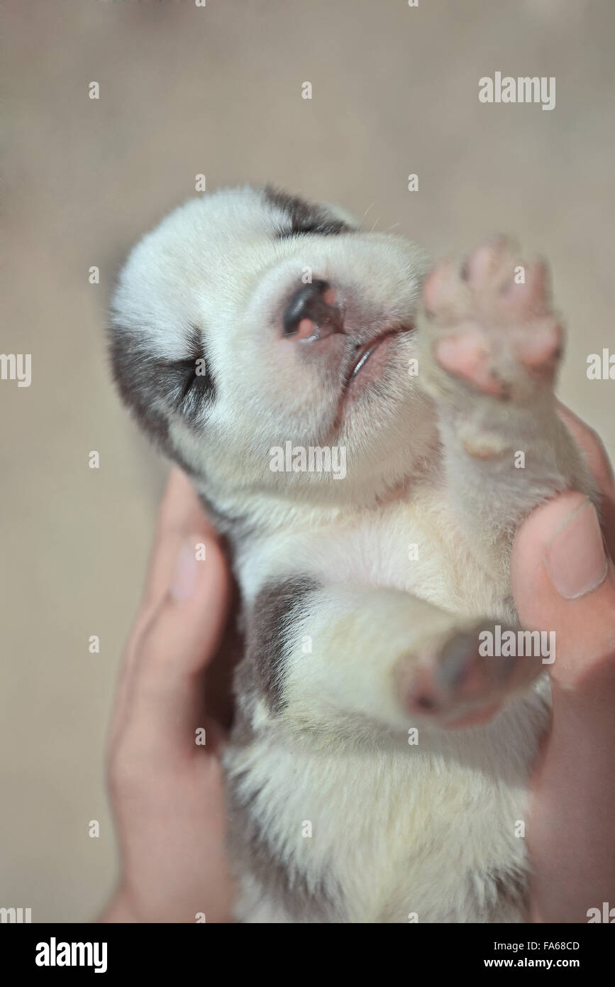 Menschliche Hand Holding Neugeborenen Siberian Husky Welpen Stockfoto