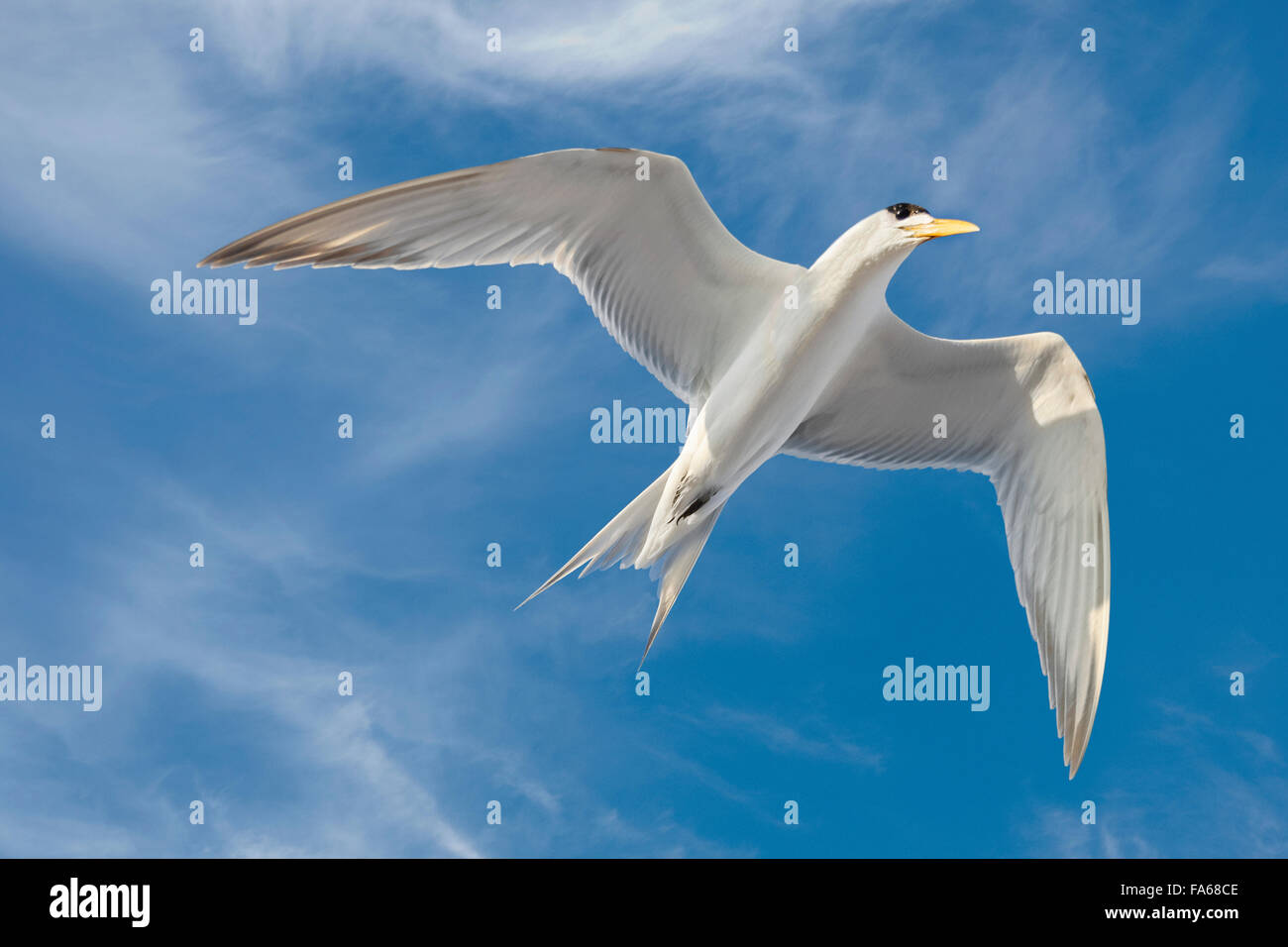 Niedrigen Winkel Ansicht ein Crested Tern fliegen Stockfoto