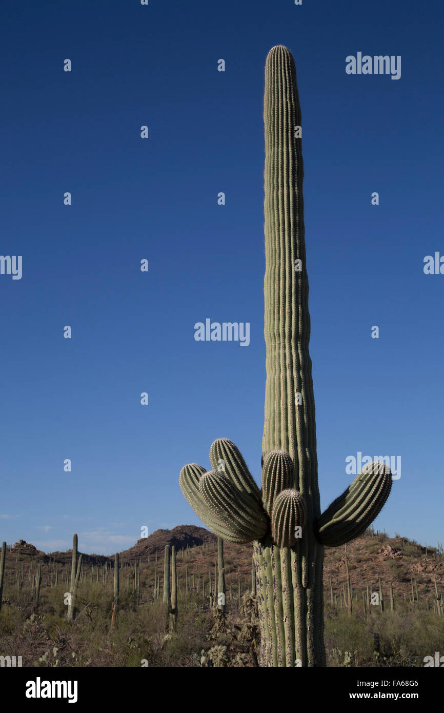 Saguaro-Nationalpark, West-Tucson Mountain District, Saguaro Kaktus (Camegiea Gigantea), Arizona, USA Stockfoto