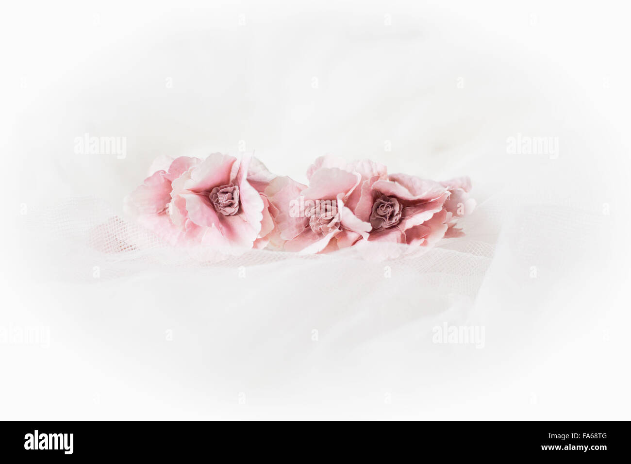 Rosa Blumen auf weißem Hintergrund Stockfoto