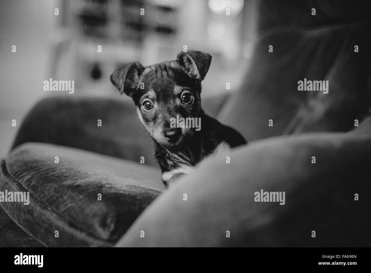 Hund Sitzt Auf Dem Stuhl Schwarzweiß-Stockfotos und -bilder - Alamy