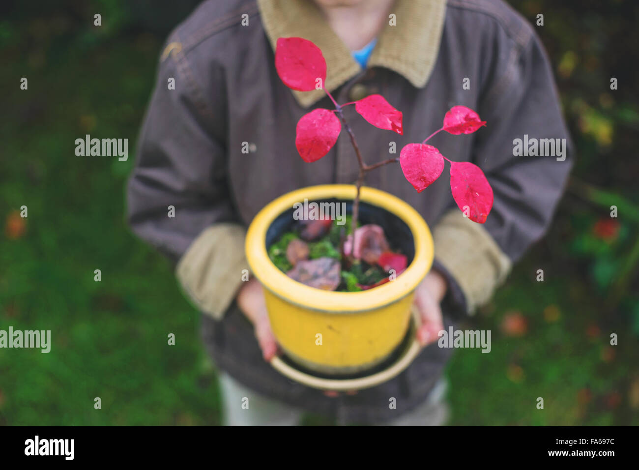 Junge hält Blumentopf mit kleiner Baum Stockfoto