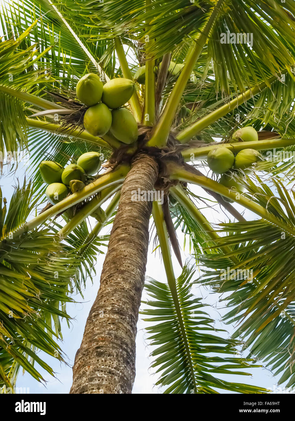 Niedrige Winkelansicht einer Kokospalme (Cocos nucifera), Florida Keys, Florida, USA Stockfoto