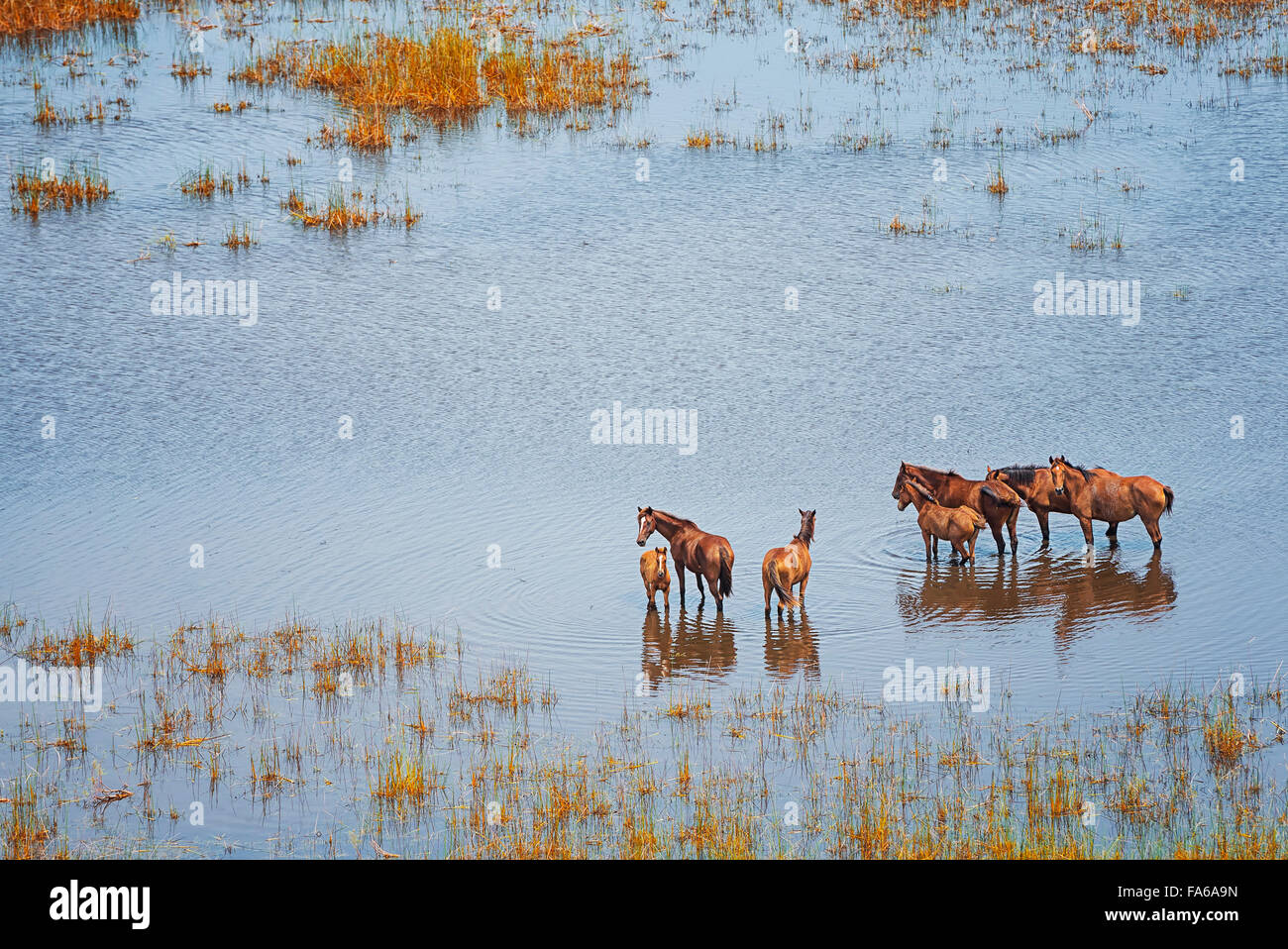 Wildpferde in einem nassen Feld, Broome, Australien Stockfoto
