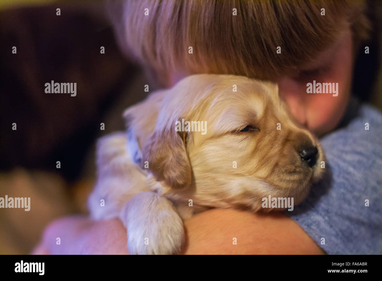 Junge umarmt golden Retriever Welpe Hund Stockfoto