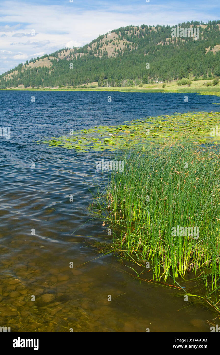 Smith Lake Rohrkolben, Smith See angeln Zugangsstelle, Montana Stockfoto