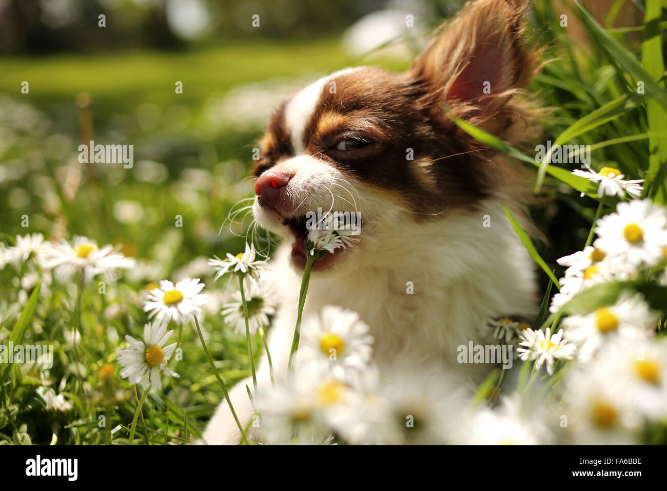 Porträt von Chihuahua Hund Essen Blumen in einem Garten Stockfoto