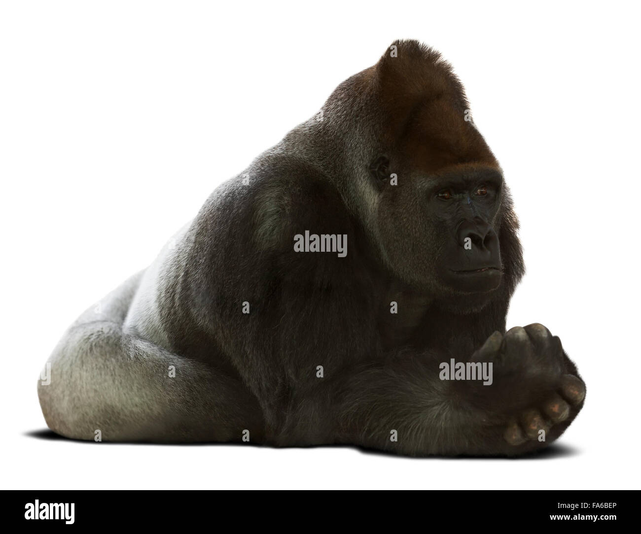 Erwachsenen männlichen Gorilla. Isoliert auf weißem Hintergrund mit Schatten Stockfoto