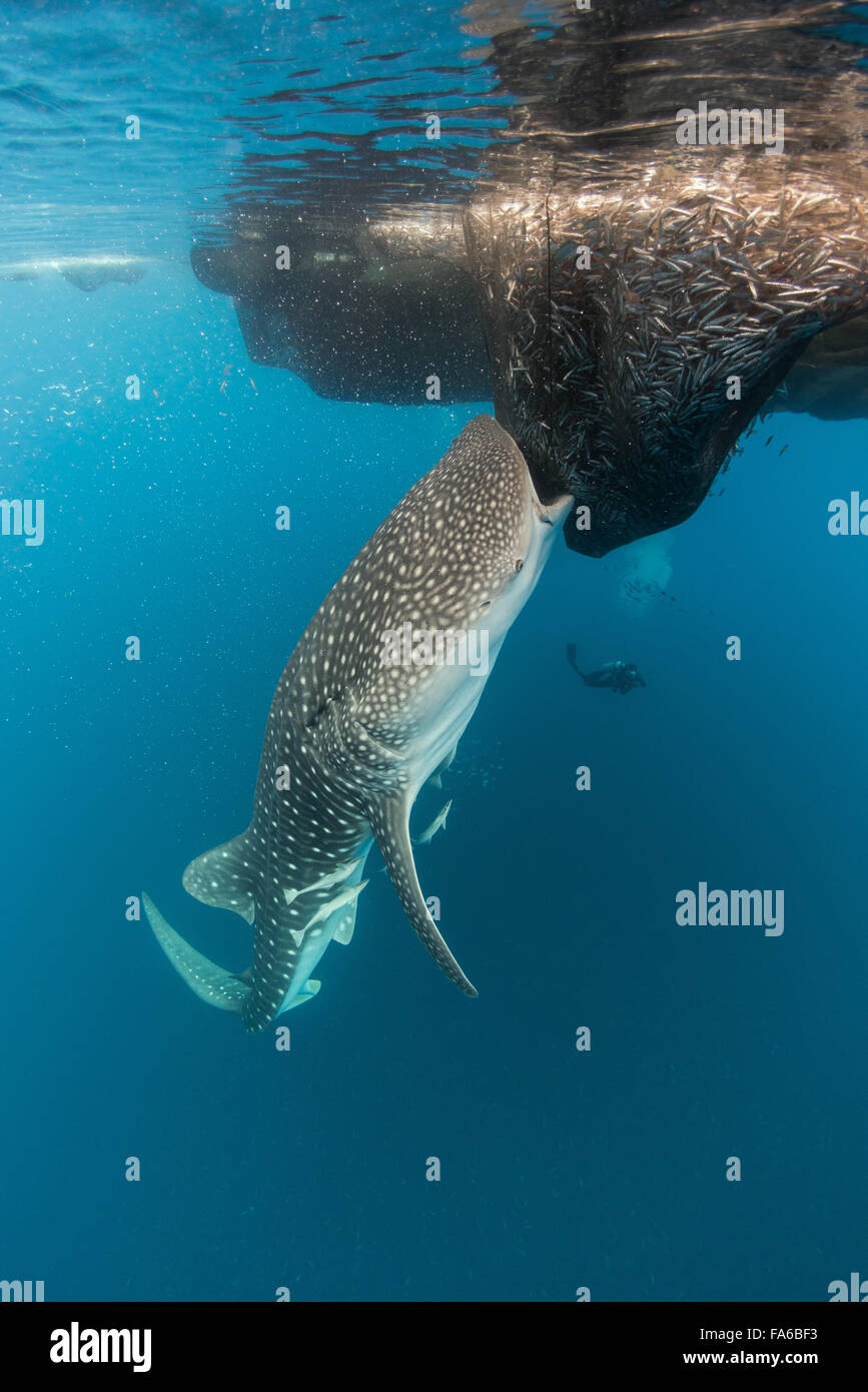 Walhai ernähren sich von Fischen in einem Angeln Net, Papua, Indonesien Stockfoto