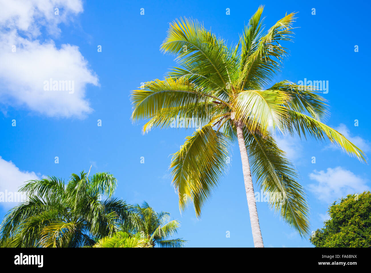 Kokospalme über strahlend blauen bewölkten Himmel Stockfoto
