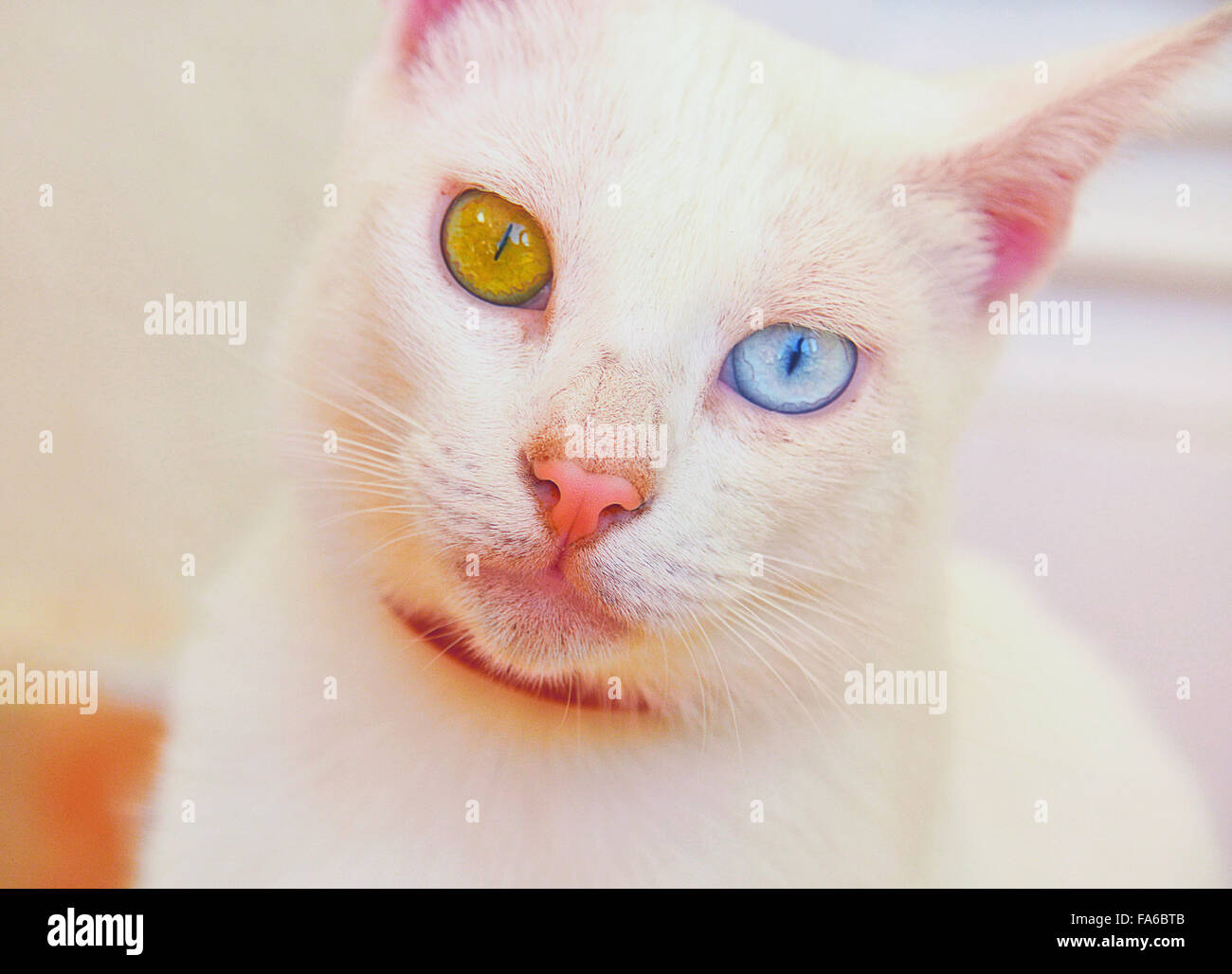 Katze mit einem blauen Auge und ein gelbes Auge (Heterochromia) Stockfoto