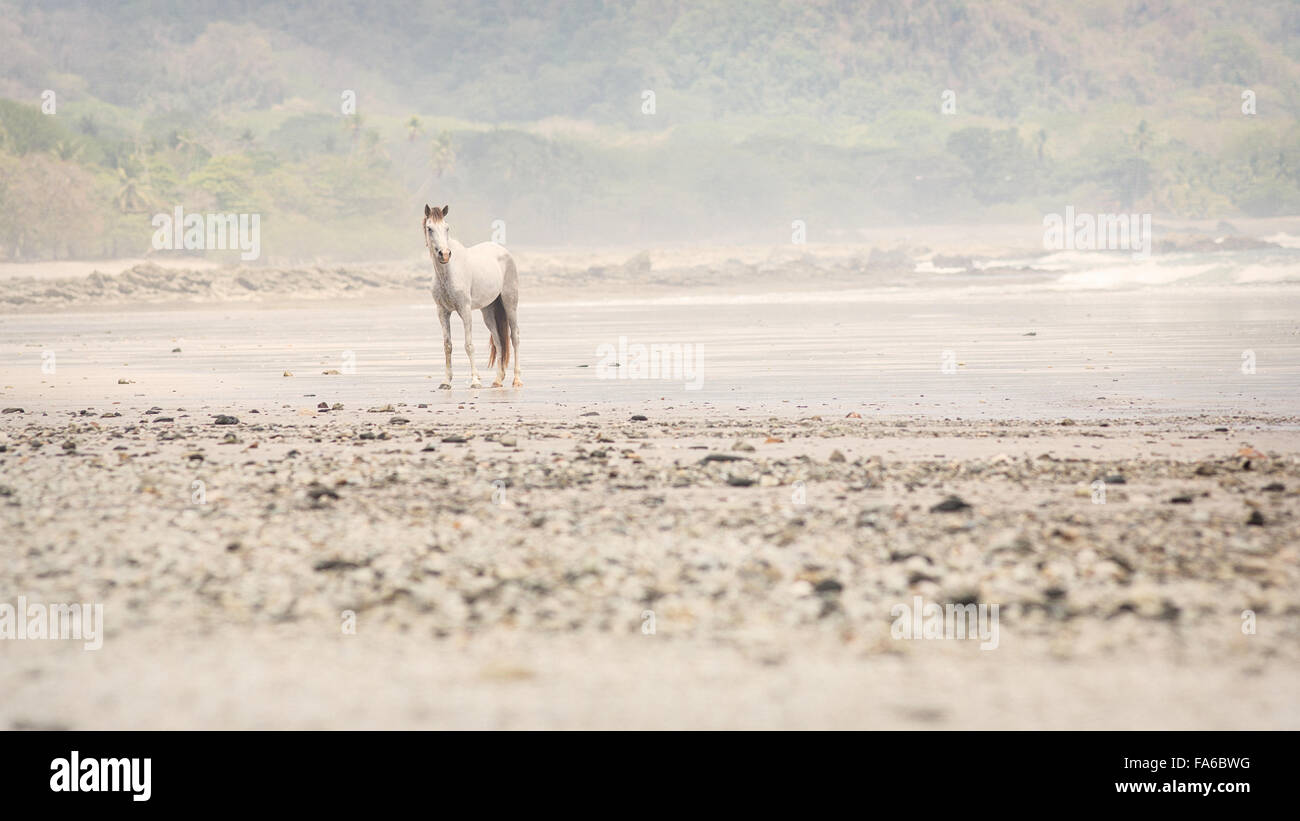 Weißes Pferd am Strand, Santa Teresa, Puntarenas, Costa Rica Stockfoto