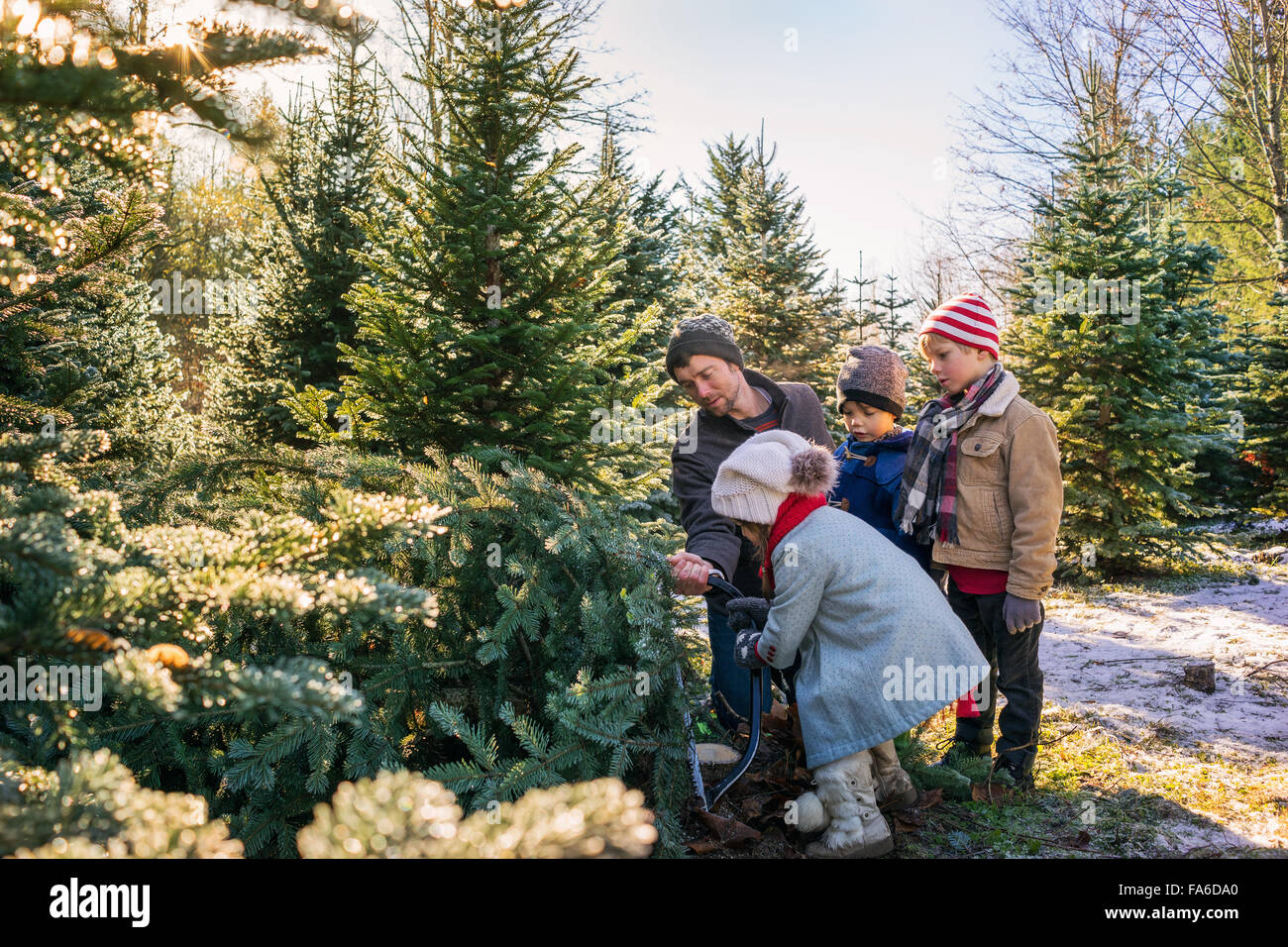 Vater mit drei Kindern Abholzen Weihnachtsbaum Stockfoto