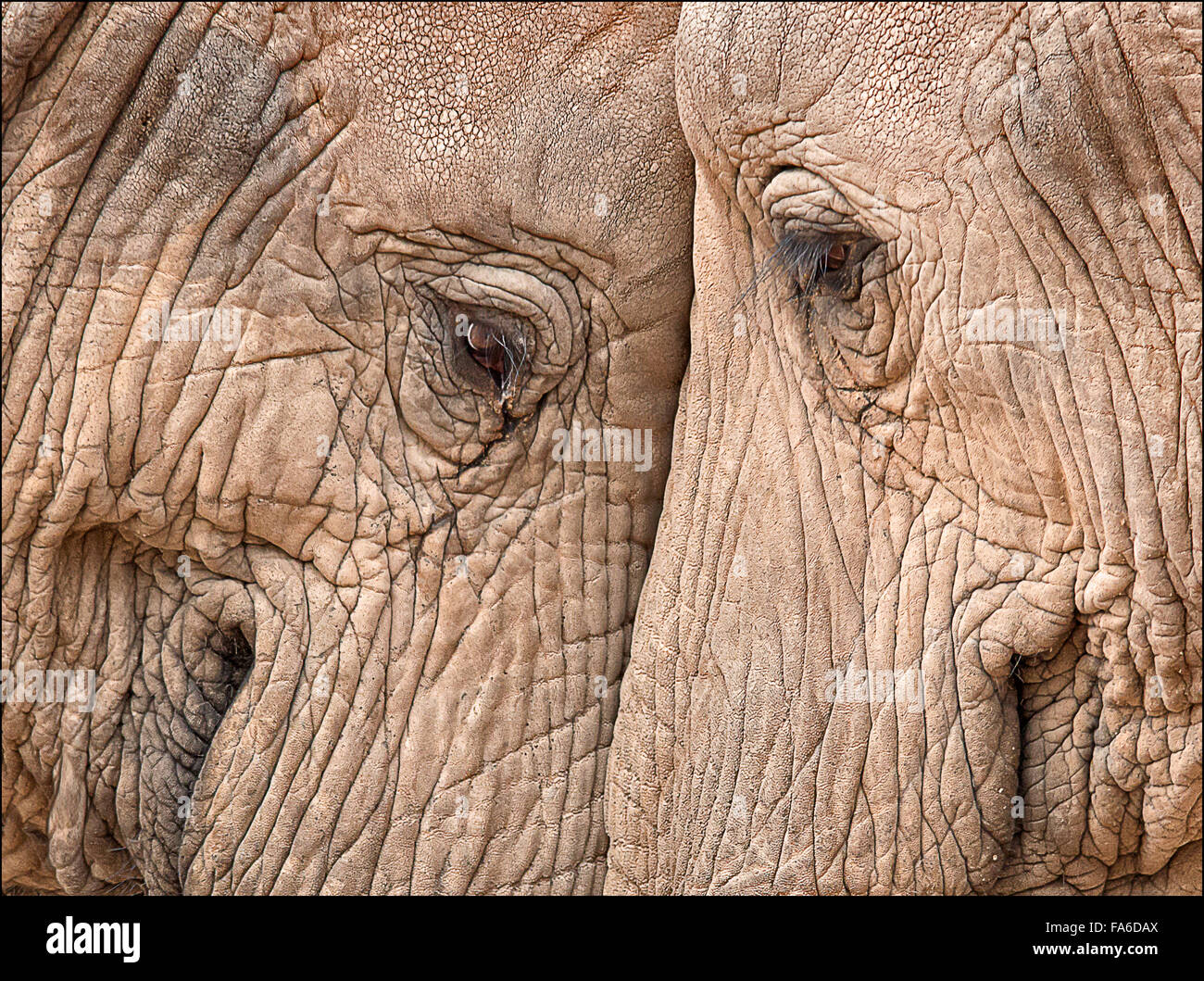 Zwei Elefanten Kopf an Kopf Stockfoto