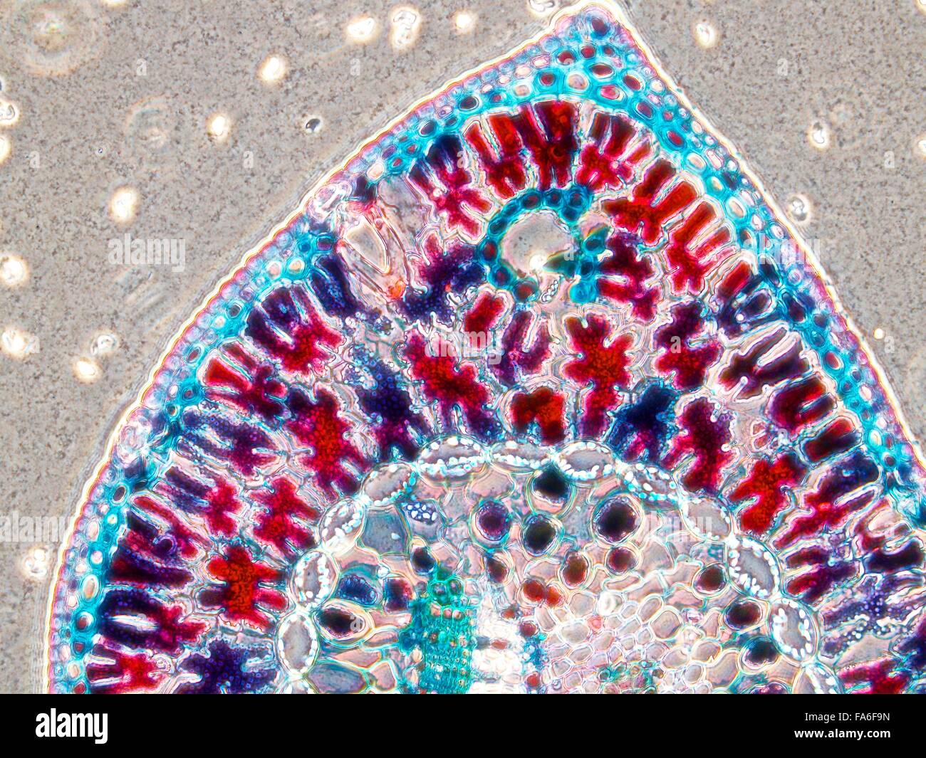 Schönheit der Biologie unter Mikroskopie Stockfoto