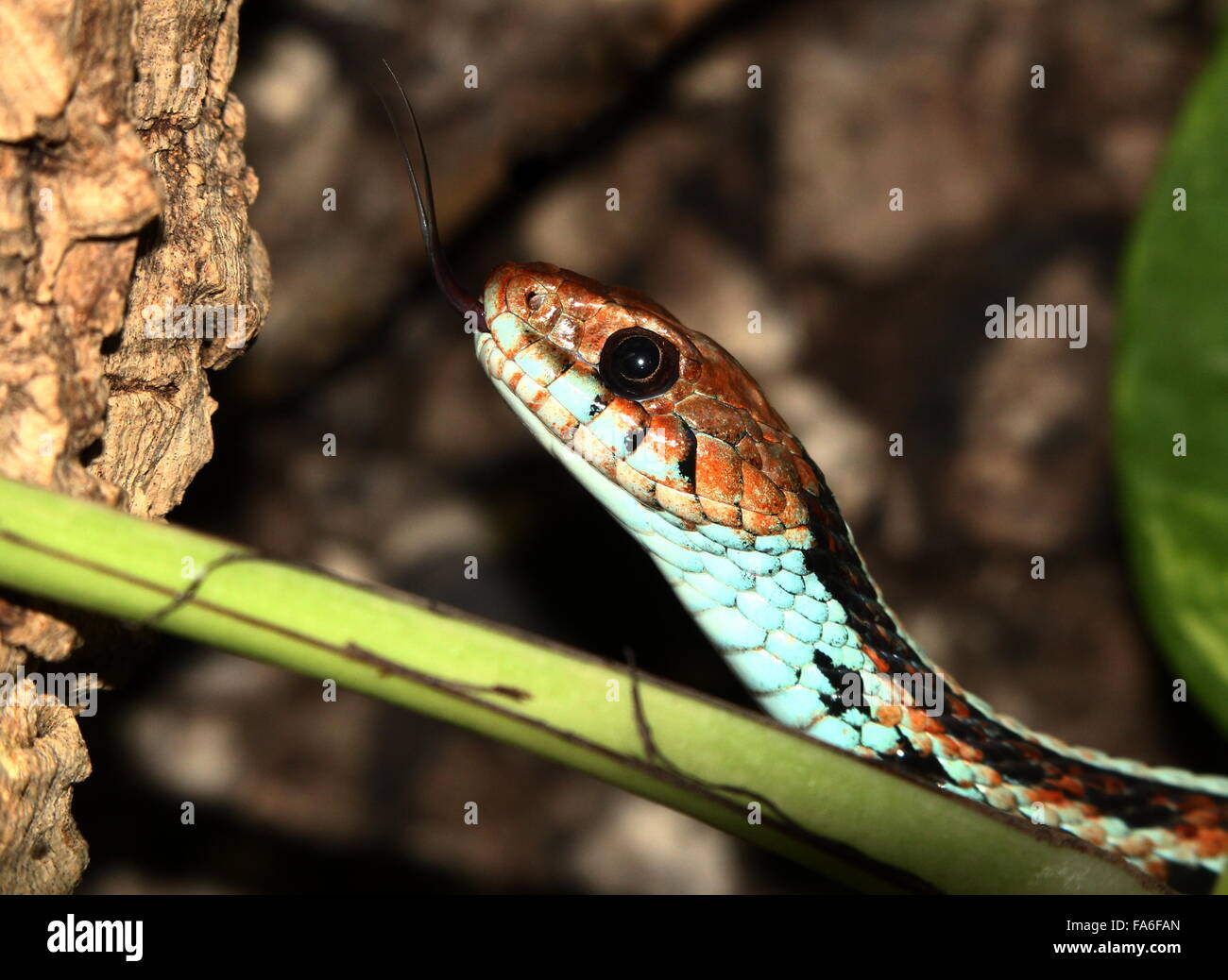 San Francisco Garter Snake (Thamnophis Sirtalis Tetrataenia), mit gespaltener Zunge Stockfoto