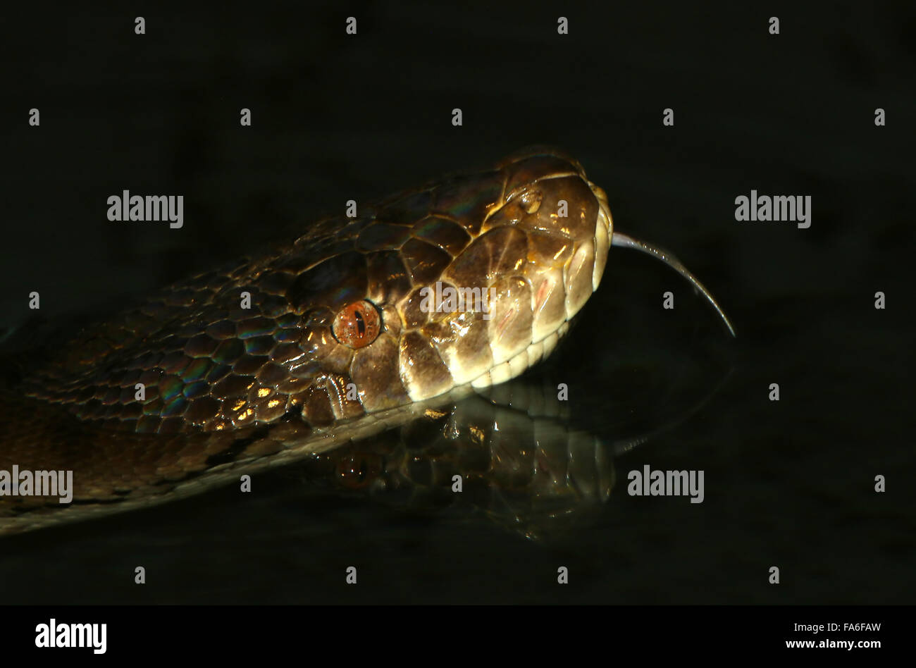 Asiatic retikuliert Python (Broghammerus Reticulatus, Python Reticulatus) Nahaufnahme der Kopf und gespaltene Zunge, beim Schwimmen Stockfoto