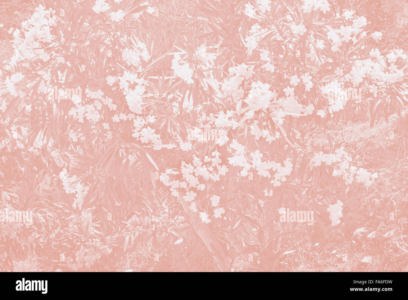 Hintergrund: hellrosa Hintergrund weiße Blüten und die Blätter des Oleander. Stockfoto