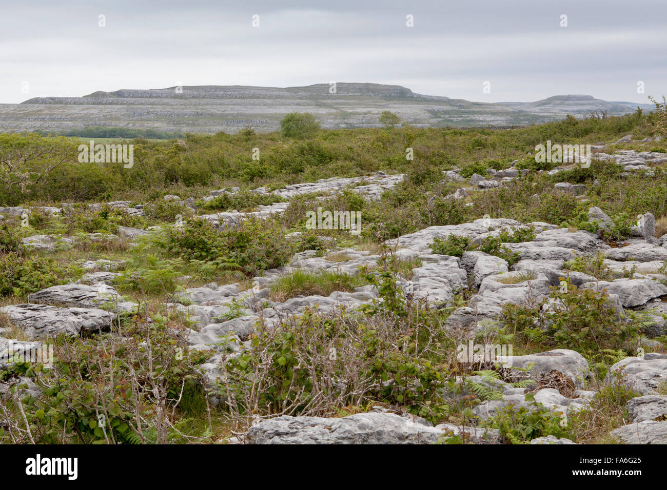 Hasel-Peeling und Limsetone Pflaster - Slieve Carran, The Burren Stockfoto