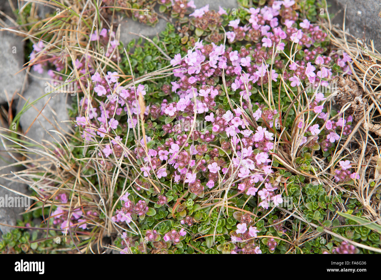 Wilder Thymian (Thymus Praecox) wächst in Kalkstein Pflaster in die Burren, Irland Stockfoto