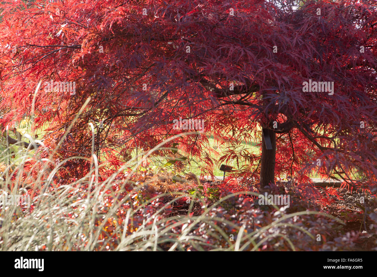 Die Blätter des japanischen Ahorn (Acer Palmatum) bei RHS Wisley Stockfoto