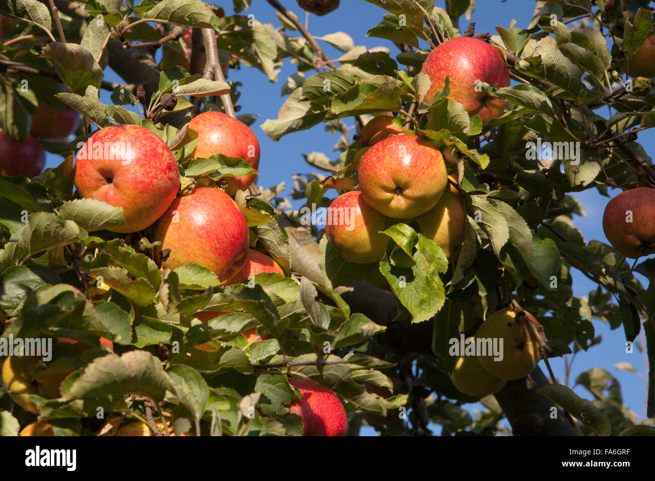 Cornish aromatischen Äpfel am Baum am RHS Wisley Stockfoto