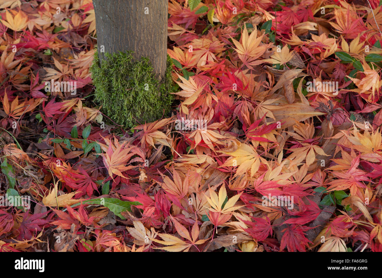 Herbst Farbe der abgefallene Blätter Japanischer Ahorn (Acer palmatum) an der RHS Wisley in Surrey Stockfoto