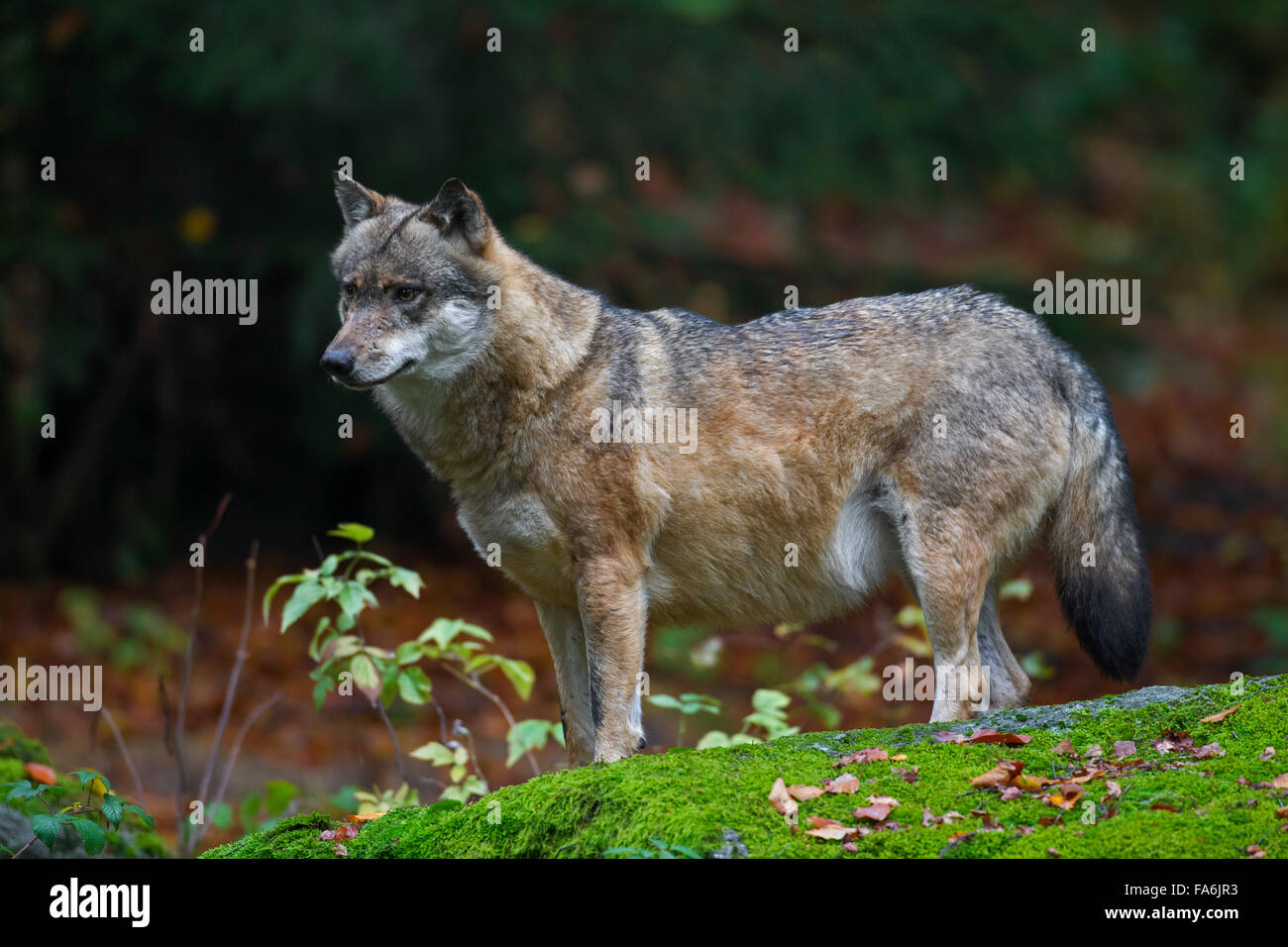 Wohlgenährte europäischer Grauwolf (Canis Lupus) mit fetten Bauch im herbstlichen Wald Stockfoto