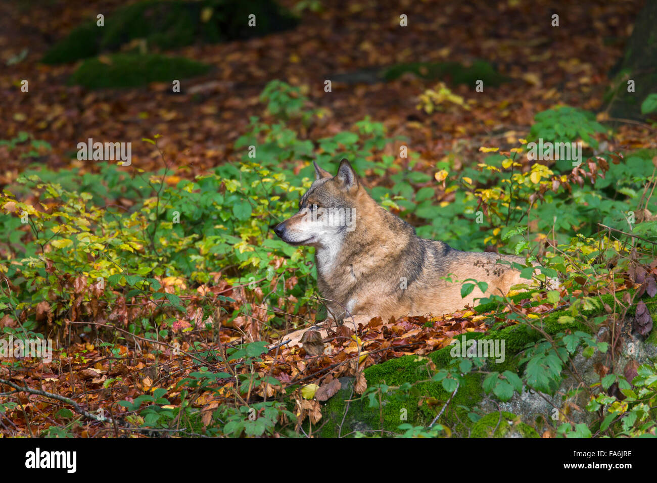 Europäische graue Wolf (Canis Lupus) ruhen im herbstlichen Wald Stockfoto