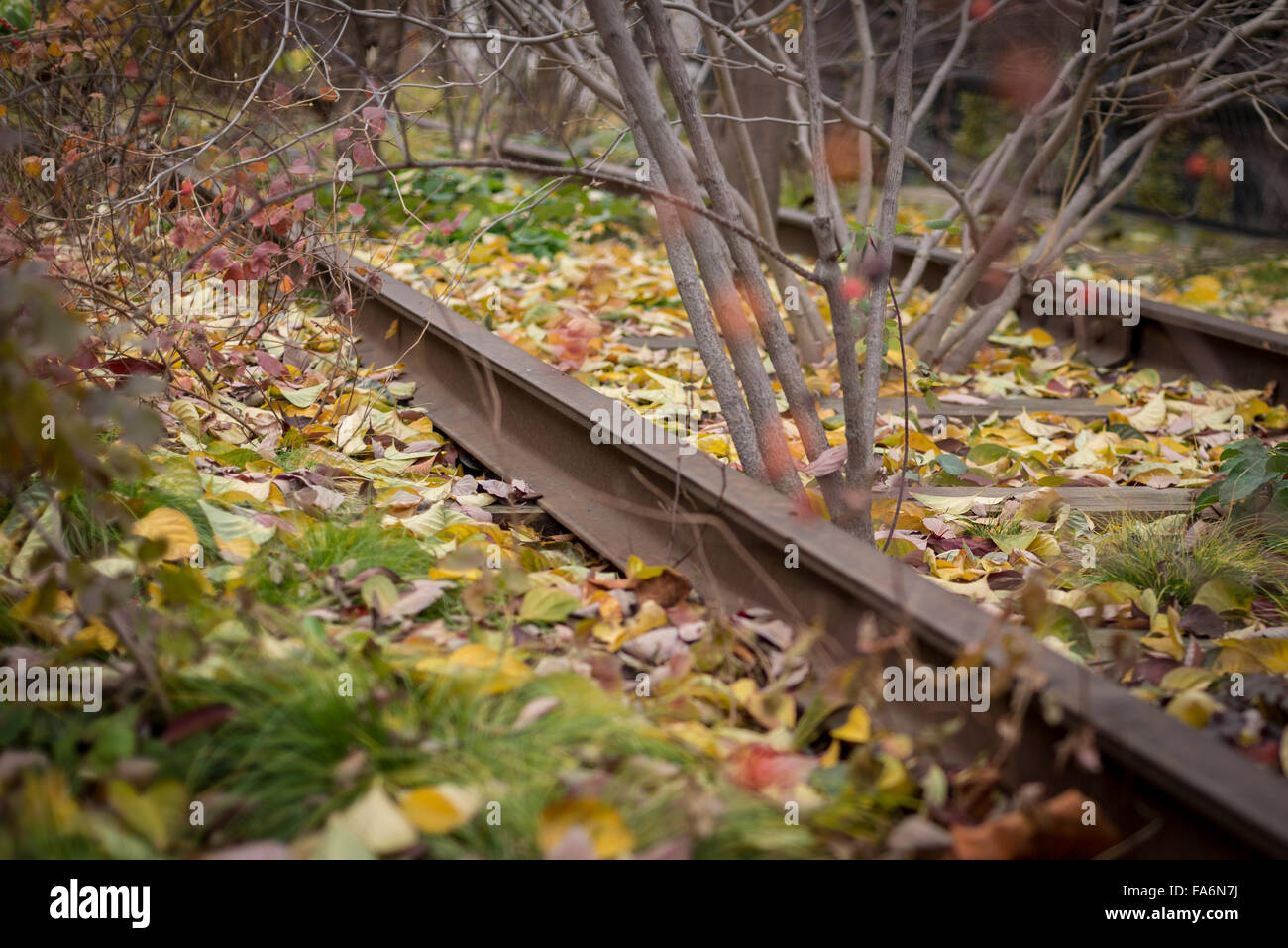Stillgelegten Eisenbahnlinie, die überwuchert geworden Stockfoto