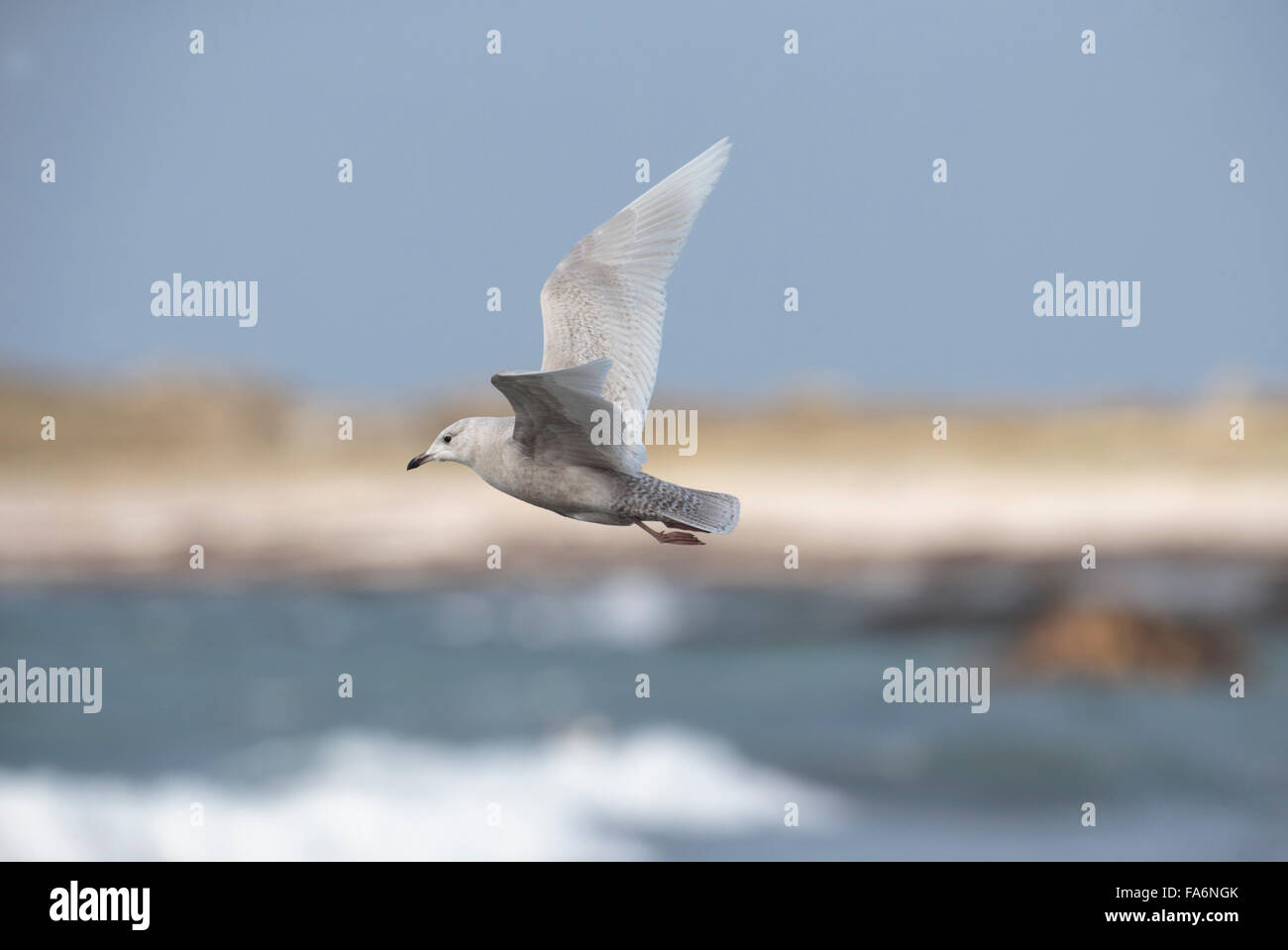 Island-Möve, Larus Glaucoides, ersten Winter, zweiten Kalenderjahr, Stockfoto