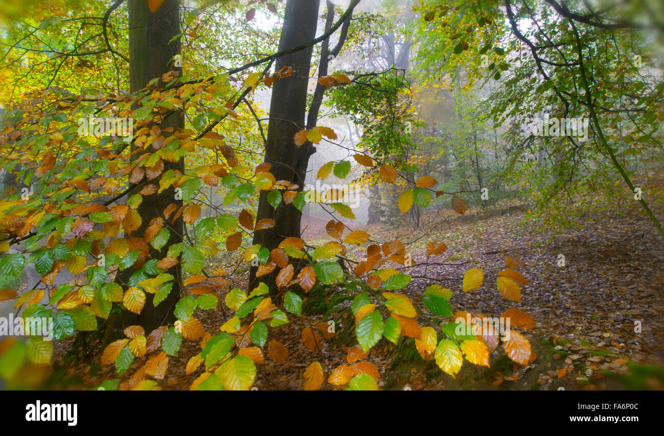 Buche Fagus Sylvatica in Felbrigg große Holz Norfolk UK Anfang November Stockfoto