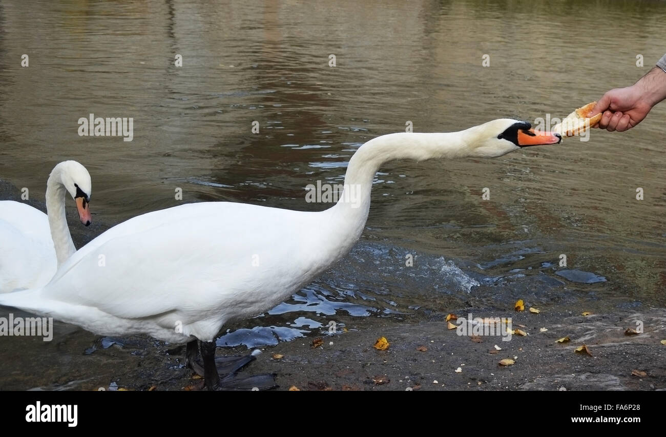 Höckerschwan Essen von hand Stockfoto