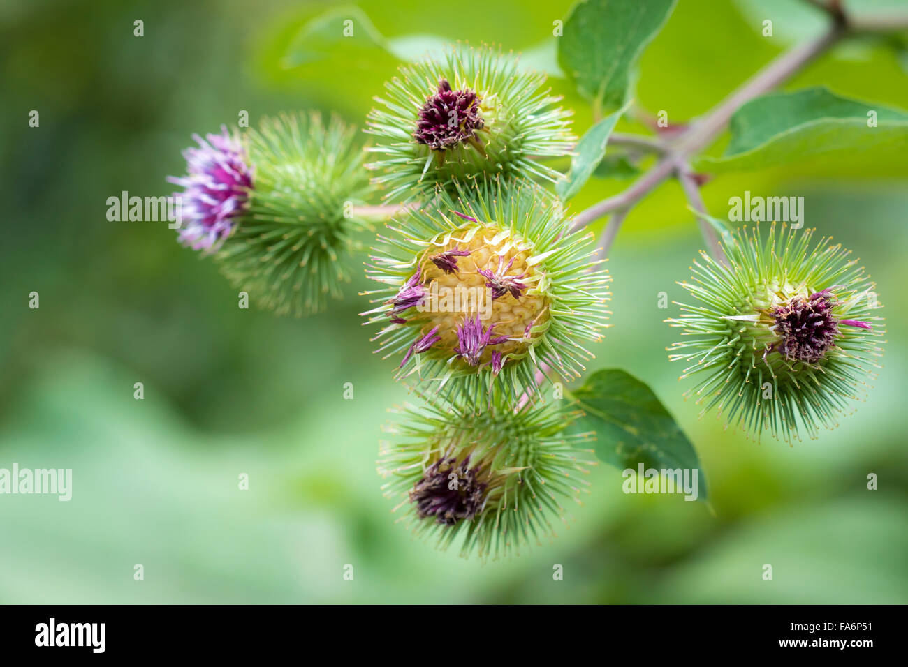 Arctium Lappa oder Klette in voller Blüte im Sommer, die Blüten dieser Pflanze sind lila und gruppiert in kugelförmigen Körbchen, Einheit Stockfoto