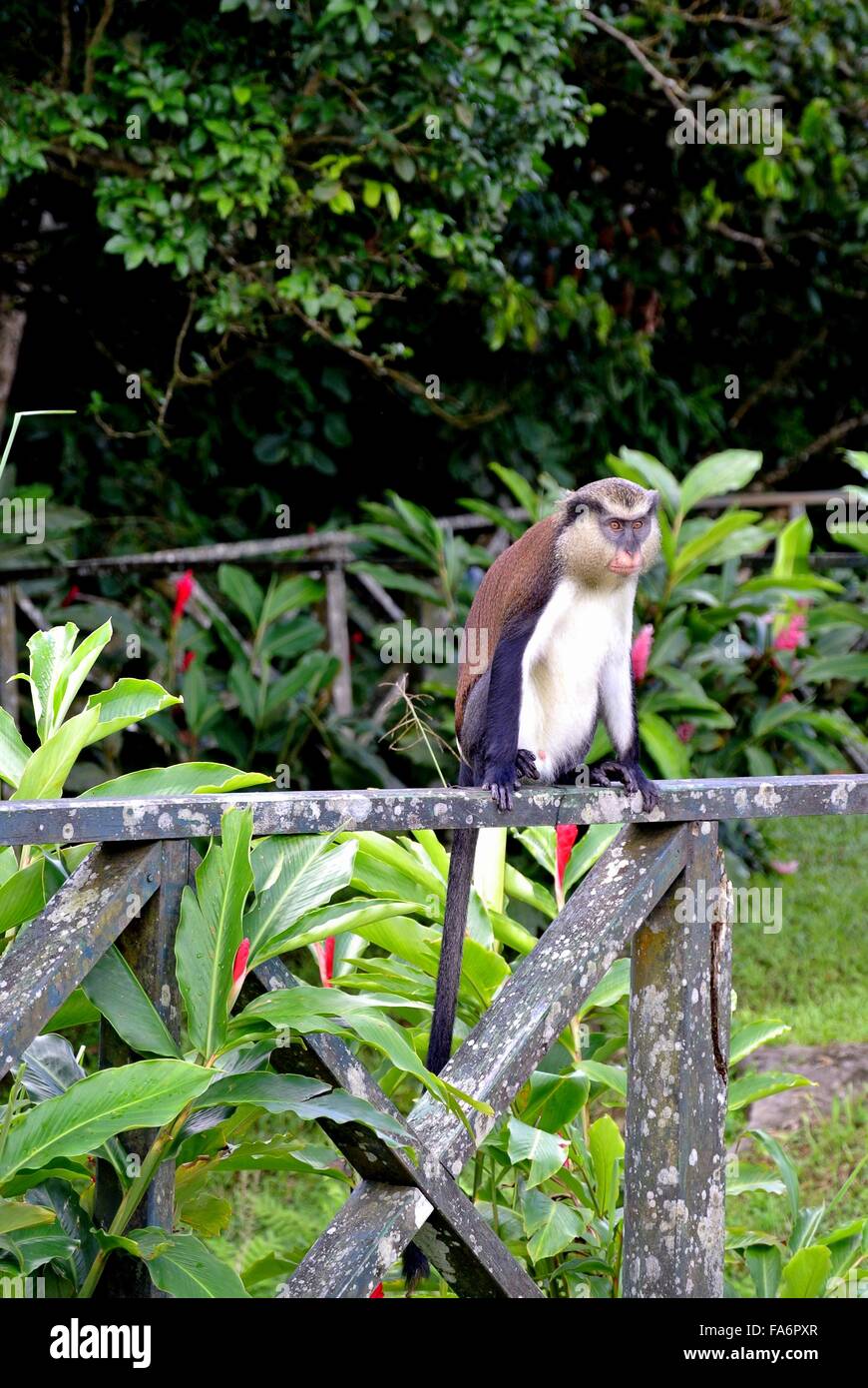 Mona Monkey Stockfoto