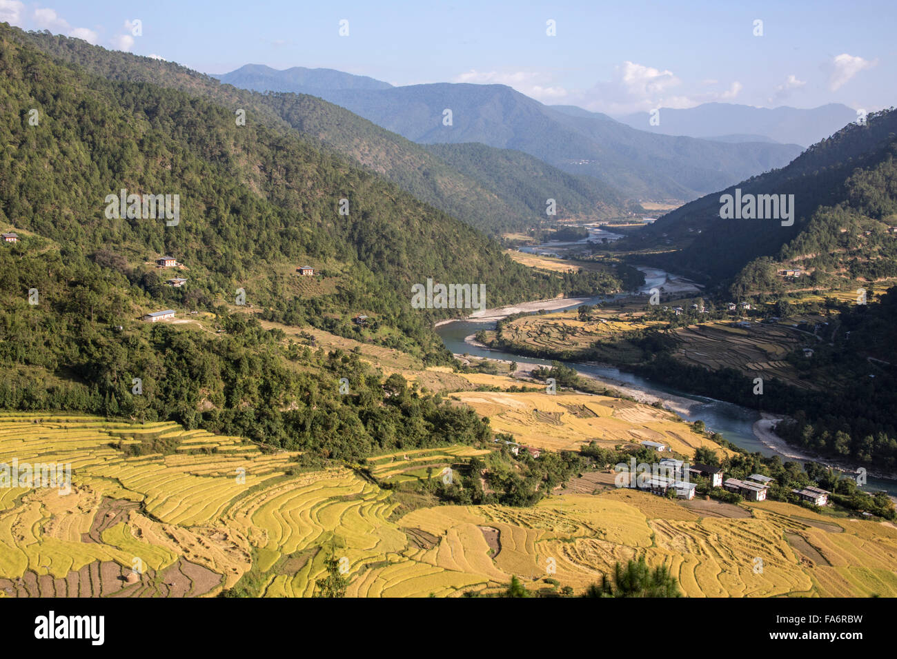 Reisfelder in Punakha Tal Bhutan Stockfoto